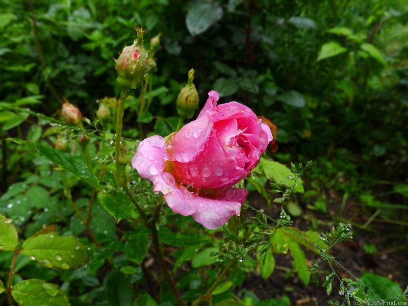 'Primerose Sistau' rose photo