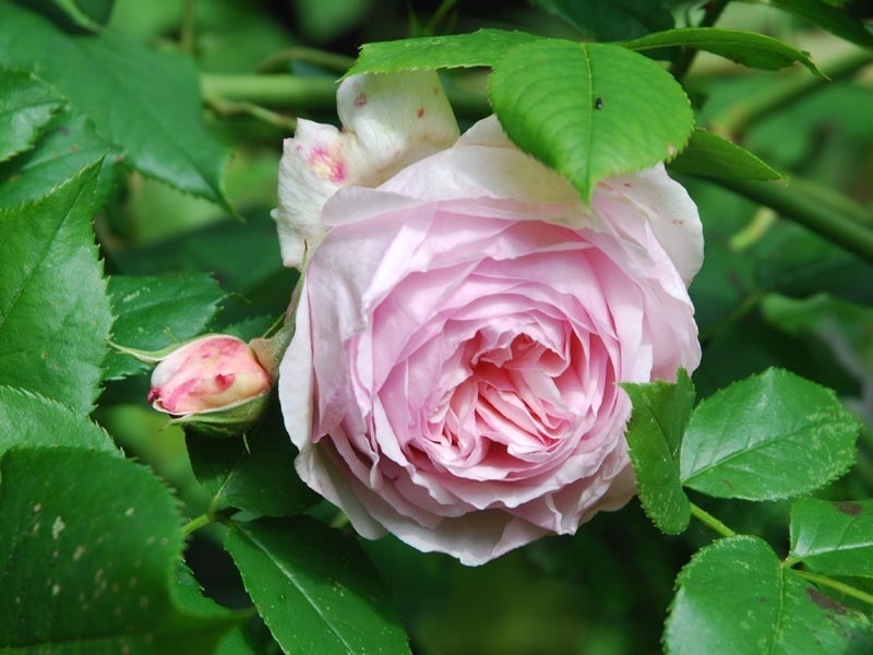 'Heritage ®' rose photo