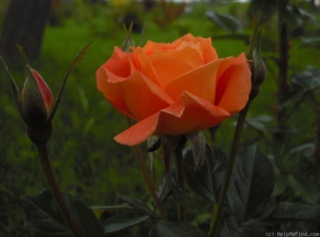 'Agnieszka' rose photo