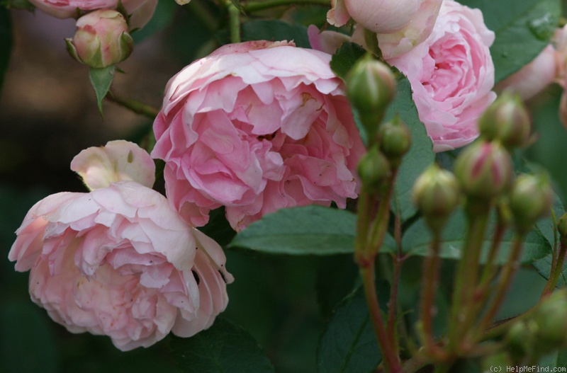 'Andikó' rose photo