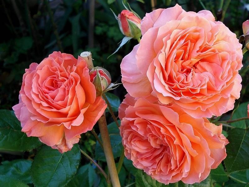 'Rikita ®' rose photo