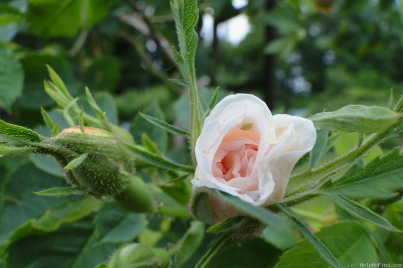 'Chloris (alba, Descemet, pre 1815)' rose photo