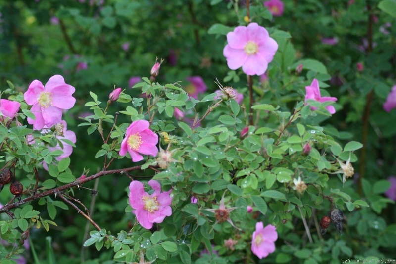 'Nootka Rose' rose photo