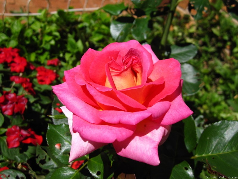 'Isidingo' rose photo