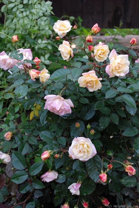'Apricot Bells' rose photo