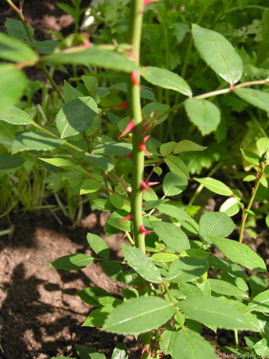 '1-72-1DLFED3' rose photo