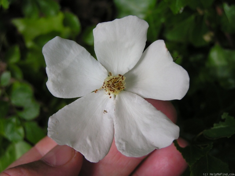 'R. wichuraiana' rose photo