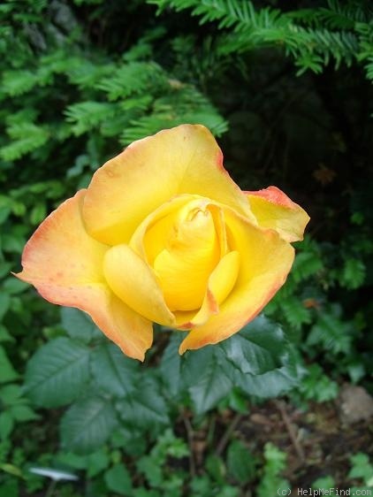 'Marietta ® (floribunda, Tantau 1985)' rose photo