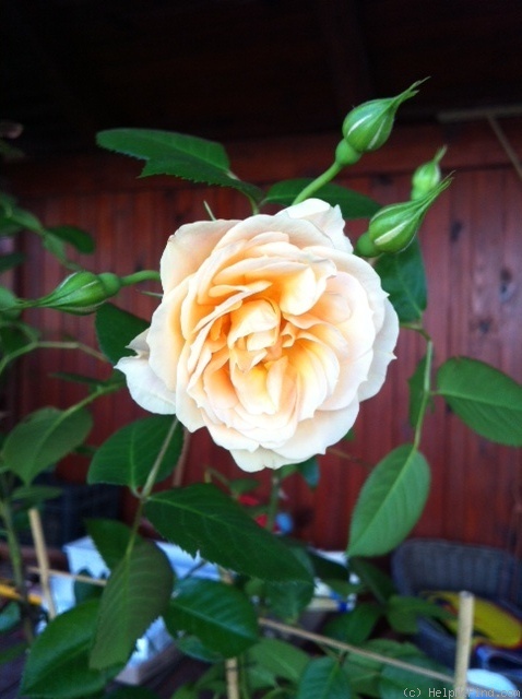 'Poulcy024' rose photo