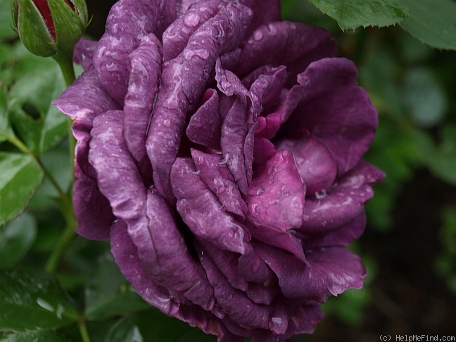 'Minerva ® (floribunda, Vissers, 2011)' rose photo