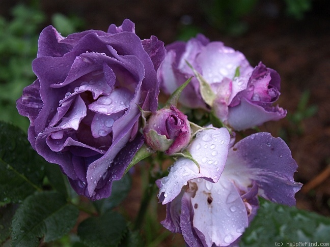 'Blue For You (Floribunda, James, 2001)' rose photo