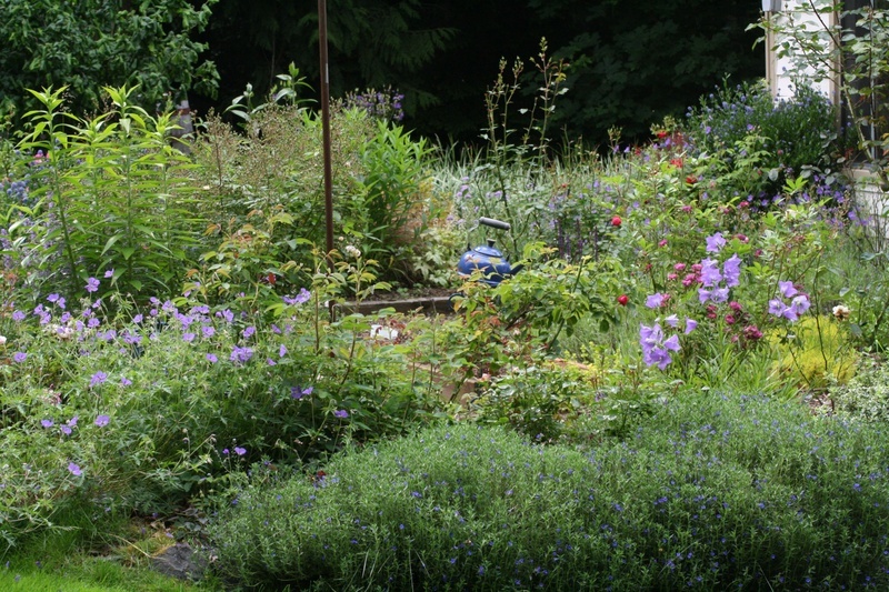 'Harbor Rose Garden'  photo
