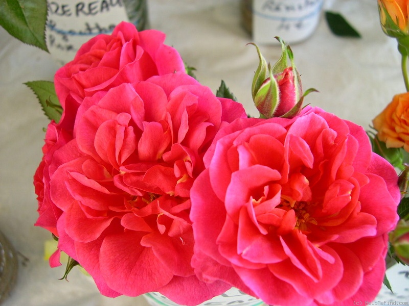 'Gladys' rose photo