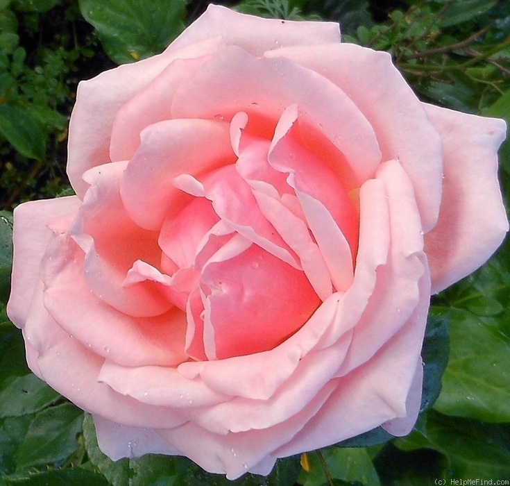 'Don Charlton' rose photo