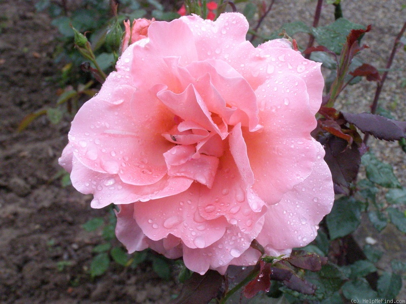 'Charme (hybrid tea, Dot)' rose photo