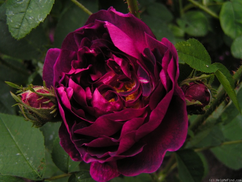 'Tuscany (Gallica, Unknown, before 1819)' rose photo