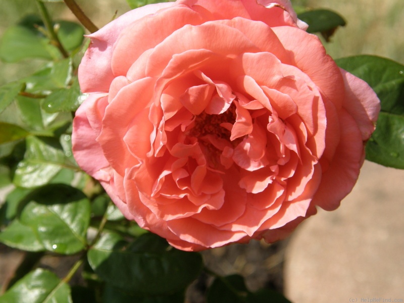 'Sweet Promise ™ (hybrid tea, Meilland 2007)' rose photo