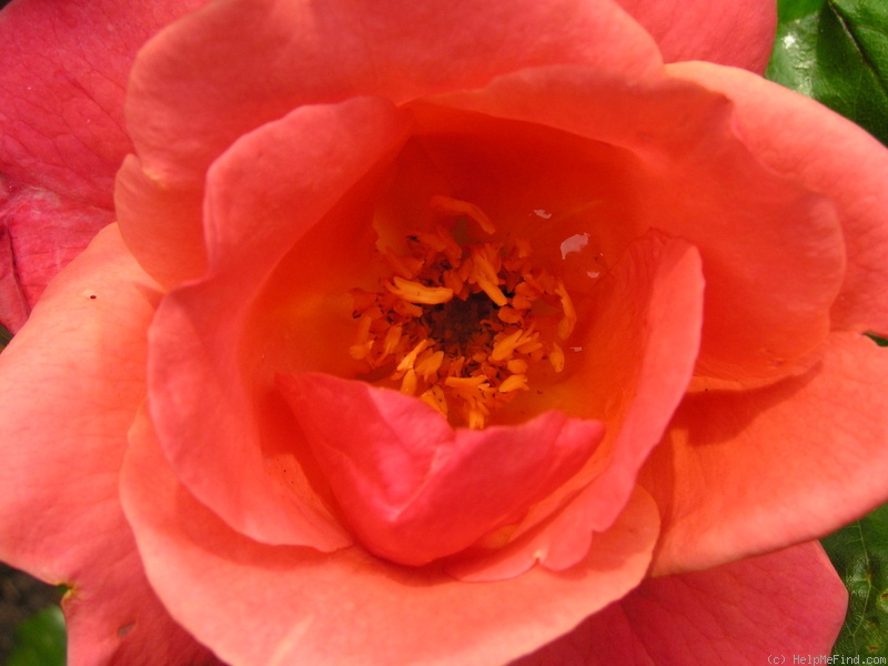 'All That Jazz' rose photo