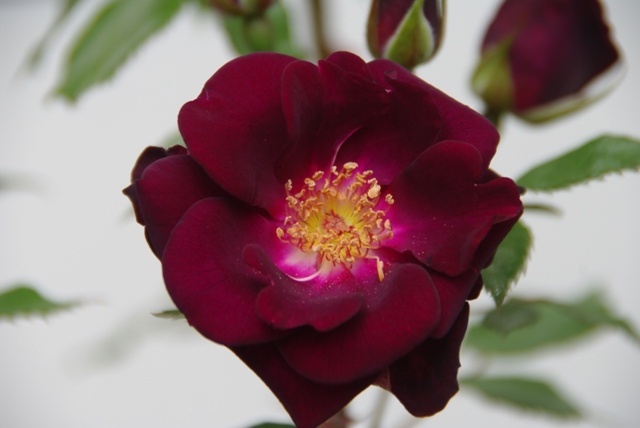 'IHTXLXIV' rose photo