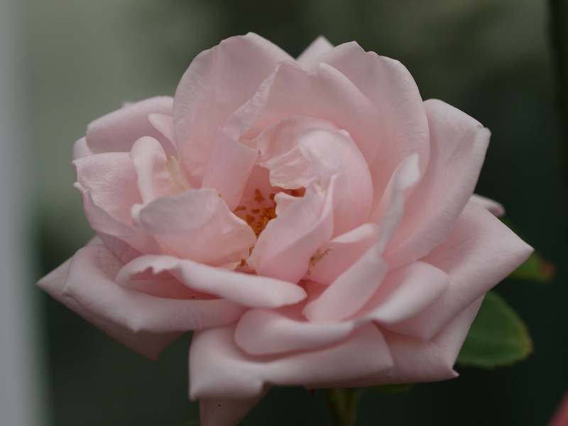 'New Dawn (Large Flowered Climber, Dreer, 1930)' rose photo