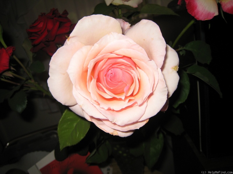 'Just For Fun' rose photo