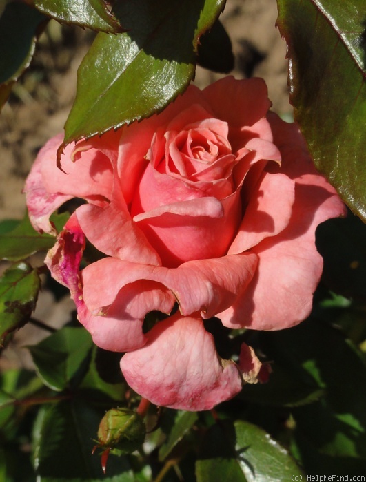 'Equity Rose' rose photo
