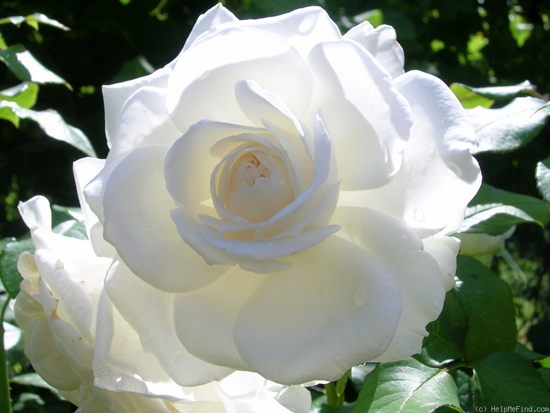 'Annapurna (hybrid tea, Dorieux 2000)' rose photo