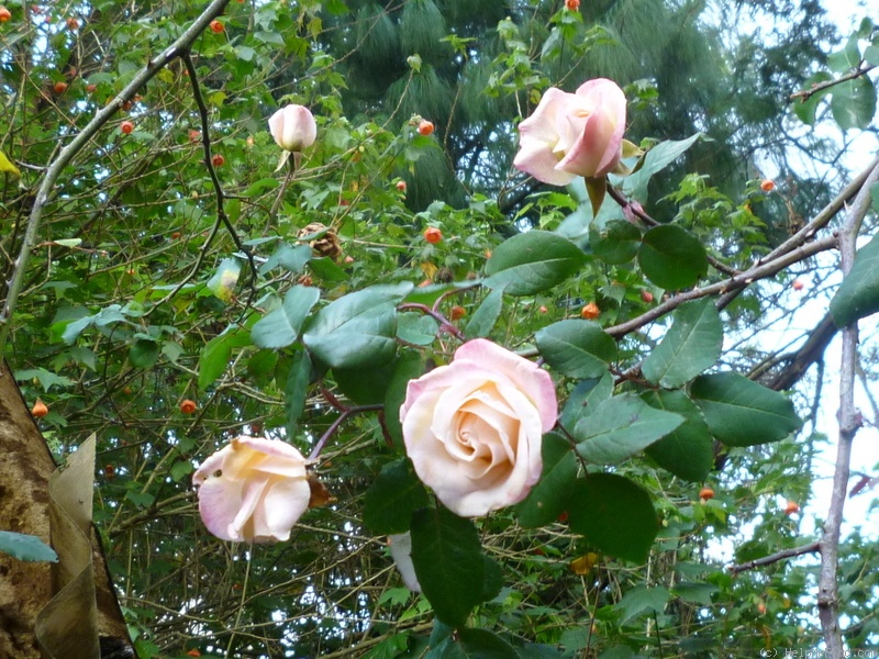 'Frank Kingdon Ward ™' rose photo