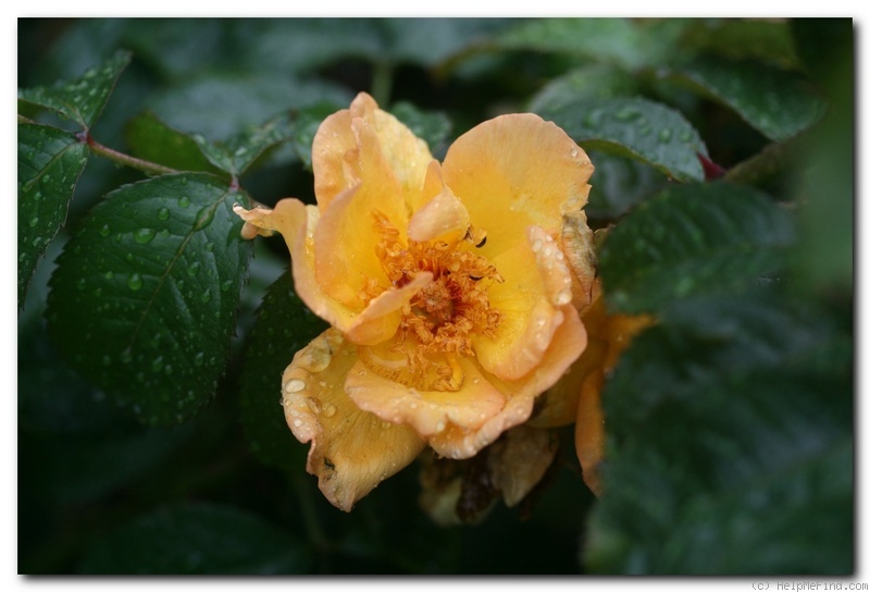 'Maiwunder' rose photo