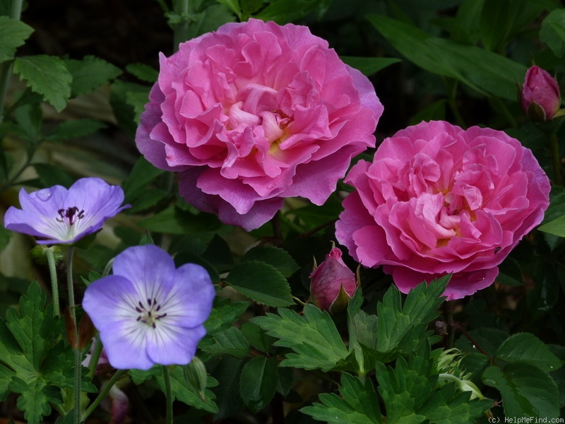 'Trevor Griffiths' rose photo