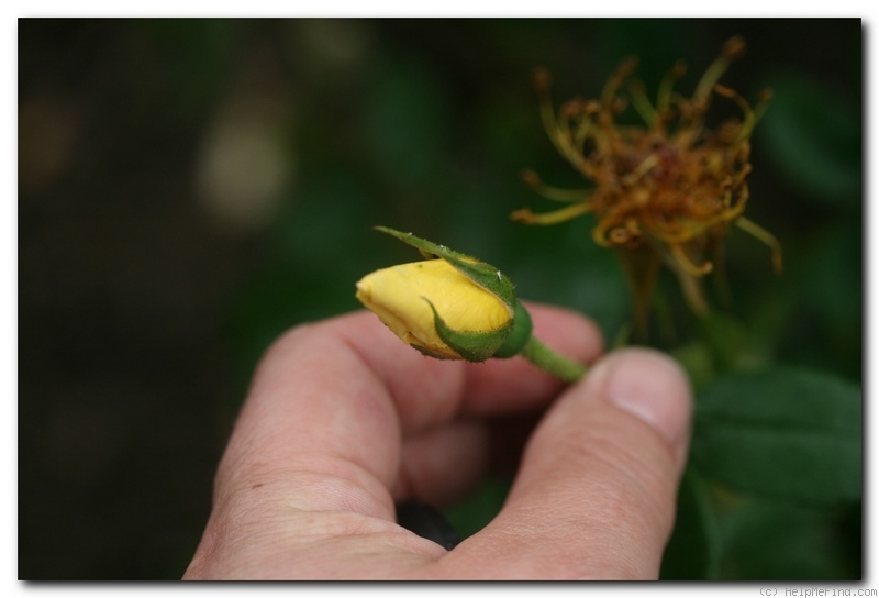 'Trier X Mutabilis - Lens 1988' rose photo