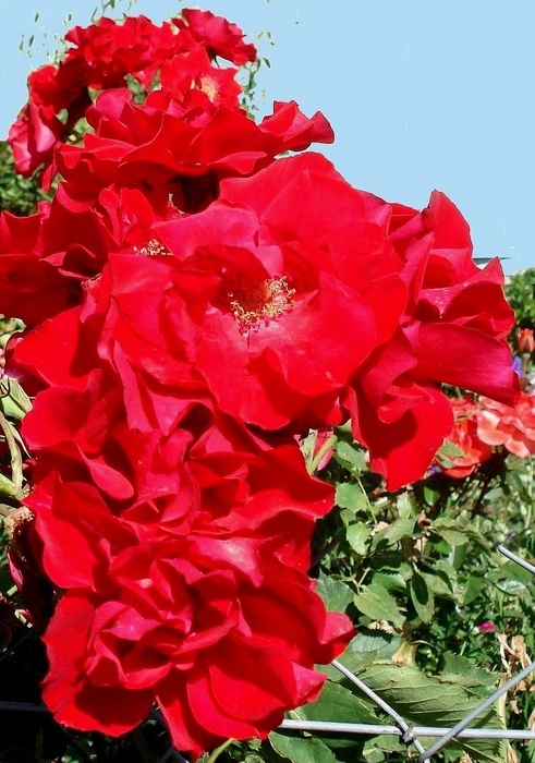 'Castella ®' rose photo