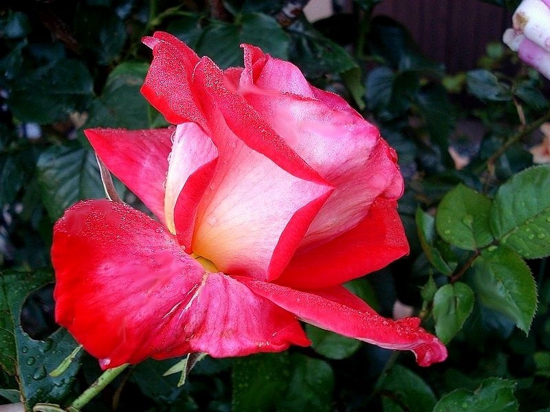 'Cap Horn ®' rose photo