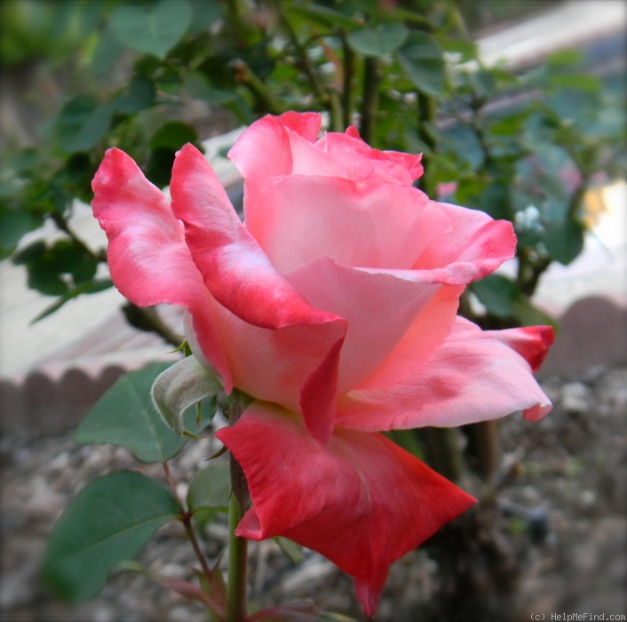 'Brigadoon ™' rose photo