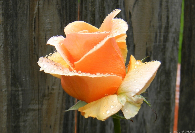 'Brandy ™ (hybrid tea, Swim & Christensen, 1981)' rose photo