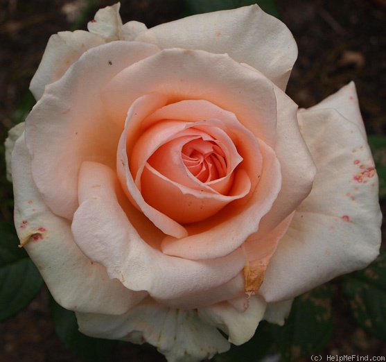 'Marina Steven' rose photo