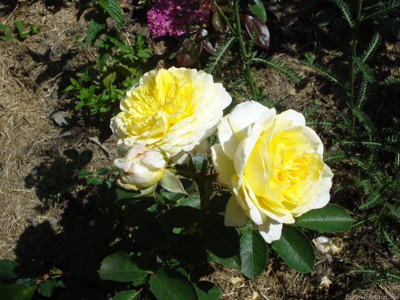 'The Pilgrim ®' rose photo