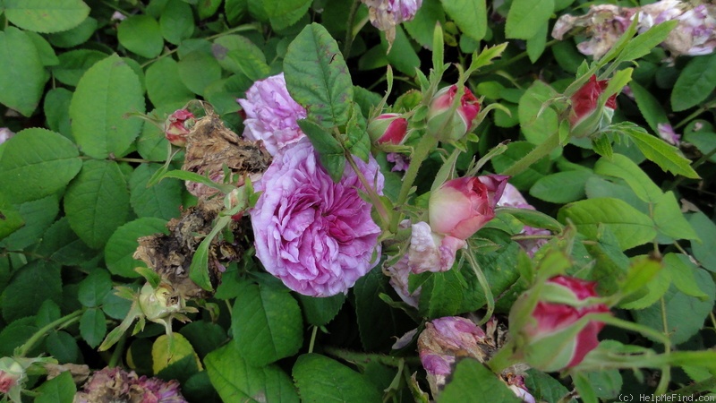 'Président de Sèze' rose photo