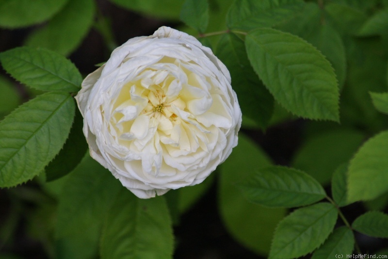 'Lemon Blush' rose photo
