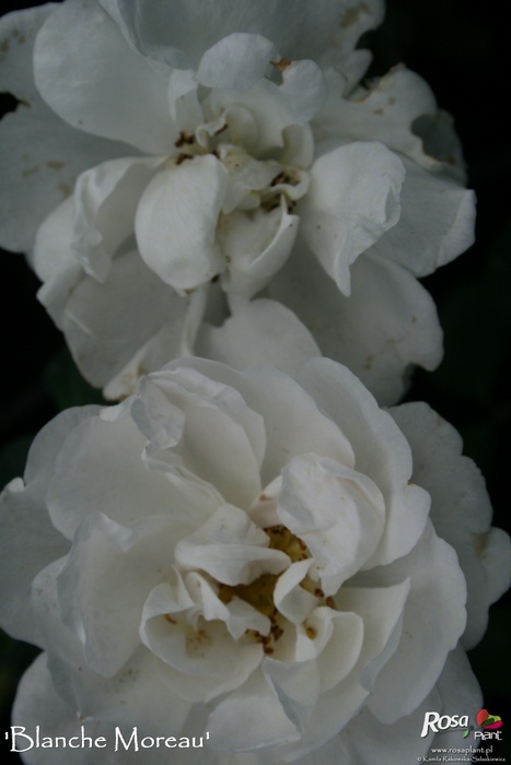 'Blanche Moreau' rose photo