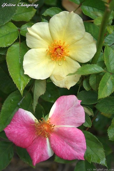 'Yellow Changeling' rose photo