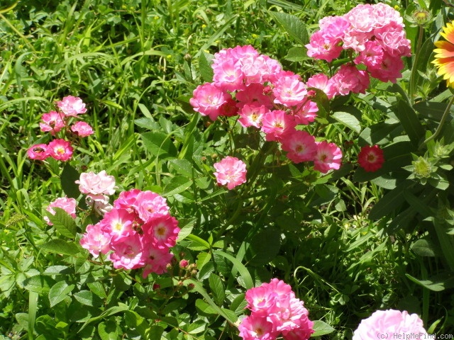 'Orléans Rose' rose photo