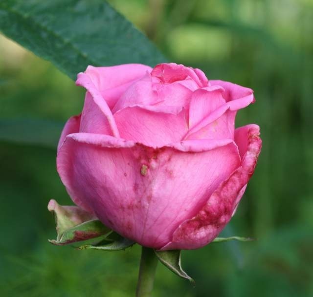 'Auguste Renoir ®' rose photo