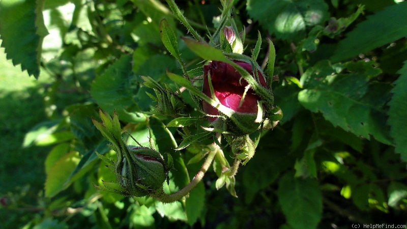 '<i>Rosa centifolia</i> 'Major'' rose photo