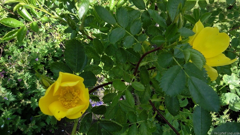 'R. foetida' rose photo