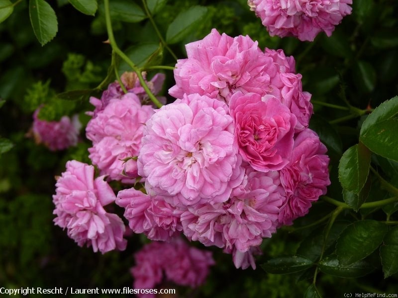 'Dorothy Perkins' rose photo