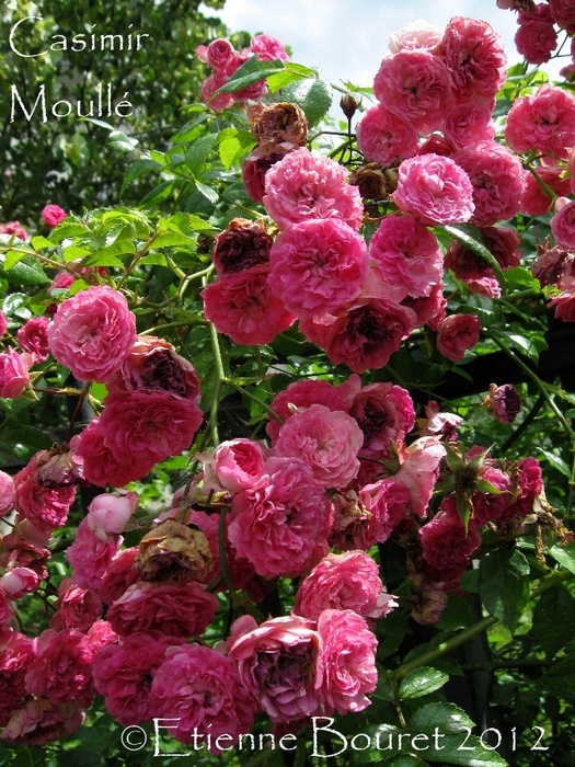 'Casimir Moullé' rose photo