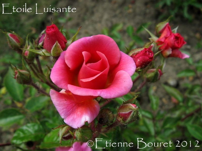 'Étoile Luisante' rose photo