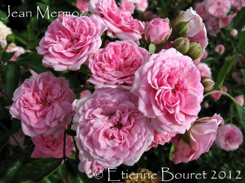 'Jean Mermoz' rose photo