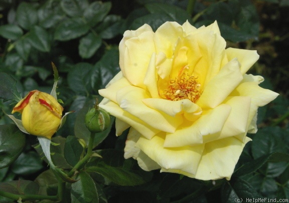 'Amatsuotome' rose photo